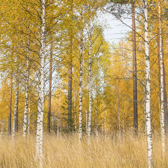 Beautiful Autumn Landscape with Vibrant Colors Backdrop