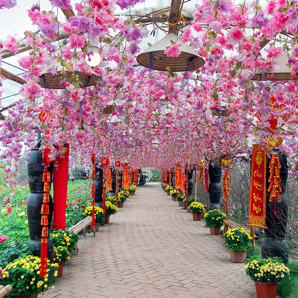 Cherry Blossom Park In The Spring