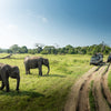 Wild Elephants In The Beautiful Landscape