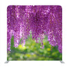 A wisteria flower in full bloom with a refreshing scent Backdrop