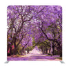 Stunning Alley With Wonderful Violet Vibrant Jacaranda In Bloom Background