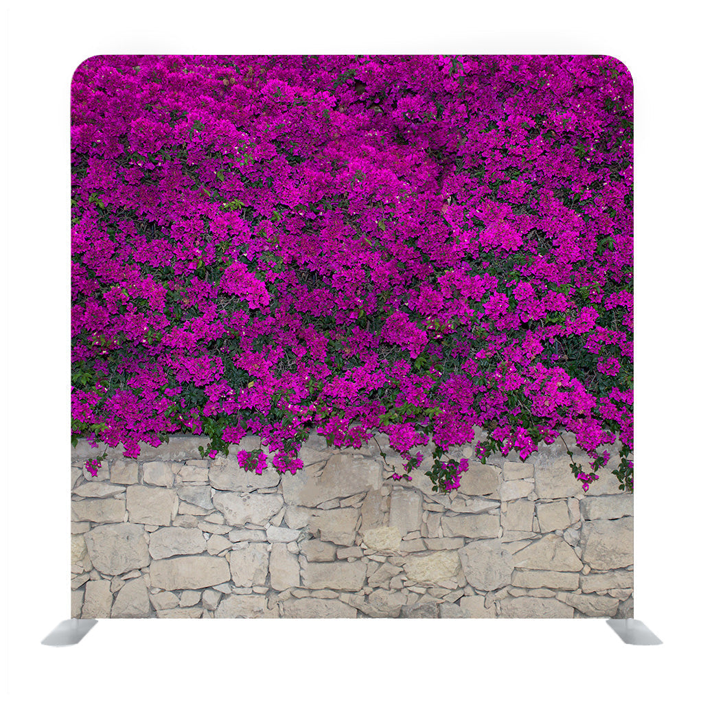 Violet Bougainville Flowers Blooming On Rock Wall Background Media Wall